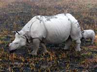Rhinocéros indien Rhinoceros unicornis