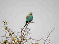 Rollier d'Abyssinie Coracias abyssinicus