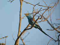 Rollier d'Abyssinie Coracias abyssinicus