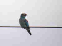 Rollier d'Europe Coracias garrulus