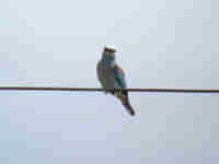 Rollier d'Europe Coracias garrulus