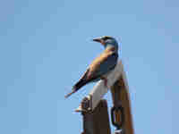 Rollier d'Europe Coracias garrulus