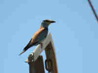 Rollier d'Europe Coracias garrulus