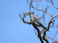Rollier d'Europe Coracias garrulus