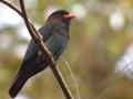 Rolle oriental Eurystomus orientalis