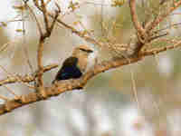 Rollier à ventre bleu Coracias cyanogaster