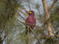 Rolle violet Eurystomus glaucurus