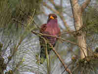 Rolle violet Eurystomus glaucurus