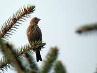 Roselin familier Carpodacus mexicanus