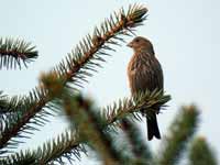 Roselin familier Carpodacus mexicanus