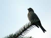 Roselin familier Carpodacus mexicanus