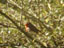 Erithacus rubecula