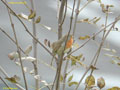 Erithacus rubecula