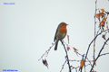 Erithacus rubecula