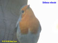 Erithacus rubecula