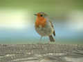 Rougegorge familier Erithacus rubecula Robin