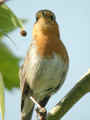 Rougegorge familier Erithacus rubecula Robin