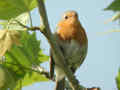 Rougegorge familier Erithacus rubecula Robin