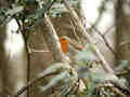 Rougegorge familier Erithacus rubecula 