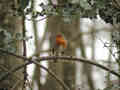 Rougegorge familier Erithacus rubecula 