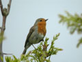 Rougegorge familier Erithacus rubecula