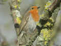 Rougegorge familier Erithacus rubecula