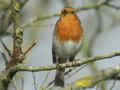 Rougegorge familier Erithacus rubecula