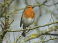 Rougegorge familier Erithacus rubecula