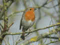 Rougegorge familier Erithacus rubecula