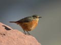 Rougequeue de Moussier Phoenicurus moussieri