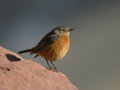 Rougequeue de Moussier Phoenicurus moussieri