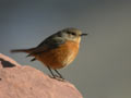 Rougequeue de Moussier Phoenicurus moussieri