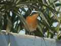 Rougequeue de Moussier Phoenicurus moussieri