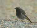 Rougequeue noir Phoenicurus ochruros