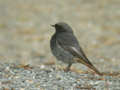 Rougequeue noir Phoenicurus ochruros