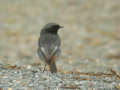 Rougequeue noir Phoenicurus ochruros