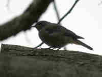 Rougequeue noir Phoenicurus ochruros