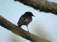 Rougequeue noir Phoenicurus ochruros