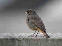 Rougequeue noir Phoenicurus ochruros