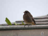 Rougequeue noir Phoenicurus ochruros