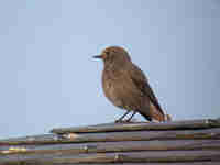 Rougequeue noir Phoenicurus ochruros