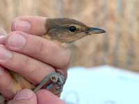 Rousserolle turdoïde Acrocephalus arundinaceus