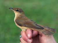 Rousserolle turdoïde Acrocephalus arundinaceus