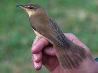 Rousserolle turdoïde Acrocephalus arundinaceus