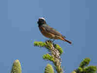 Rougequeue à front blanc Phoenicurus phoenicurus