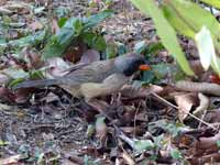 Saltator à gorge noire Saltator atricollis