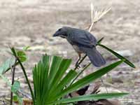 Saltator gris Saltator coerulescens