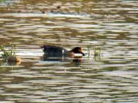 Sarcelle  à ailes vertes Anas carolinensis