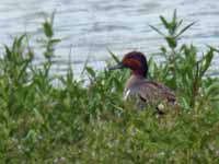 Sarcelle  à ailes vertes Anas carolinensis