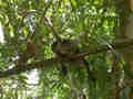 Langur obscur Trachypithecus obscurus